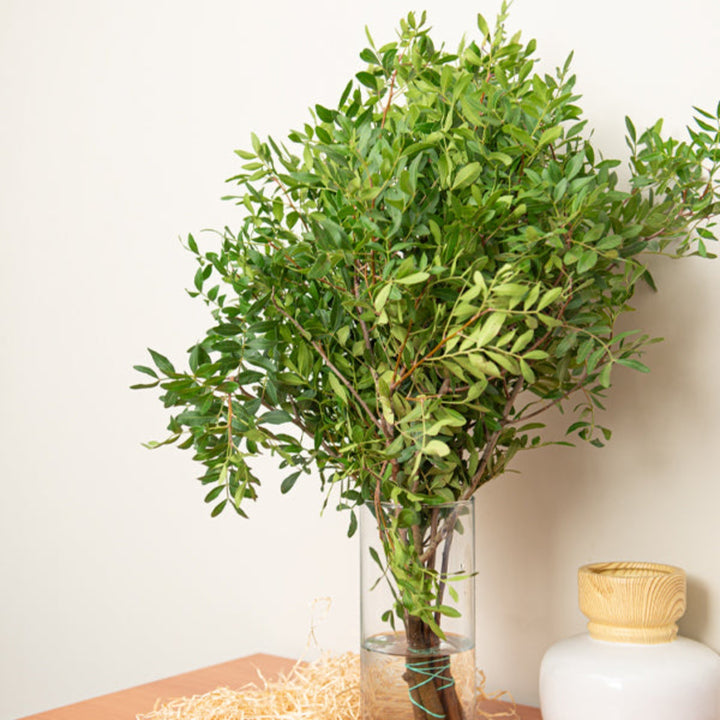 Fresh green Pistacia flower stems from Fresh Flower Holland, showing vibrant, lush foliage on 10 natural stems.