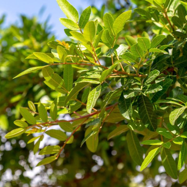 Green Pistacia flower stems from Fresh Flower Holland, showing 10 vibrant, fresh flower stems with lush green foliage.