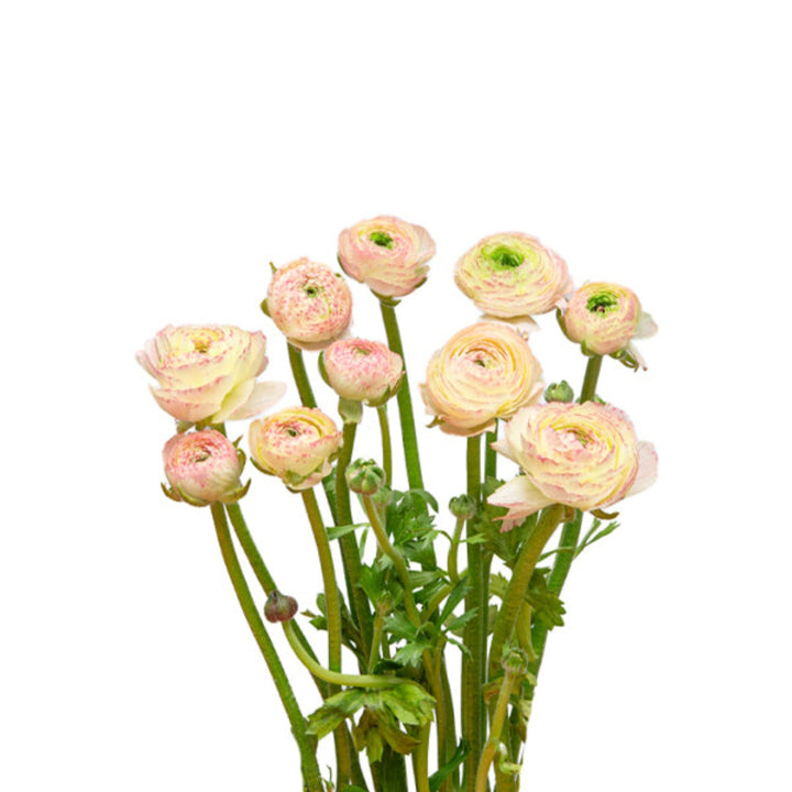 Ranunculus, Peach Tuareg, 10 Stems - Sharbatly.Club