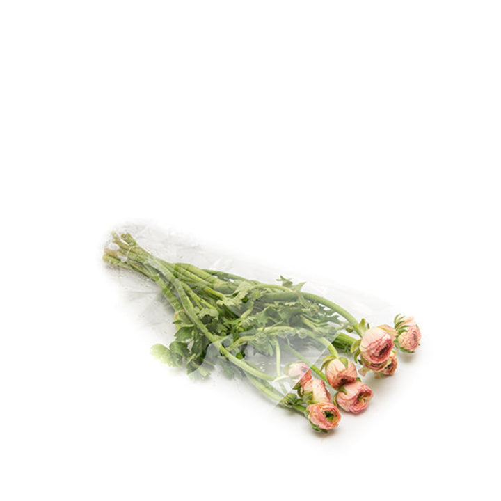 Ranunculus, Peach Tuareg, 10 Stems - Sharbatly.Club