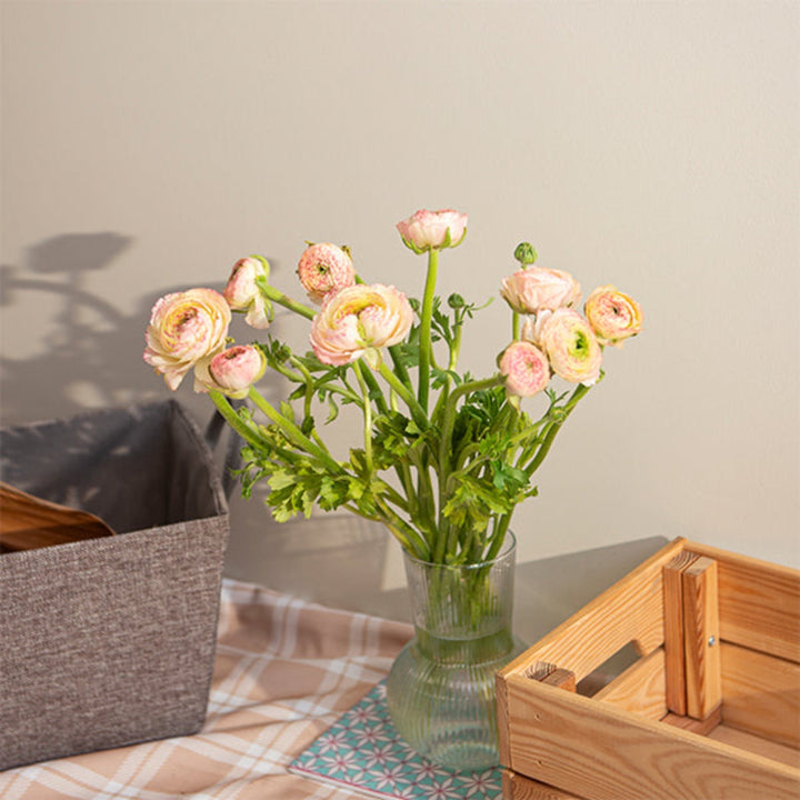 Ranunculus, Peach Tuareg, 10 Stems - Sharbatly.Club