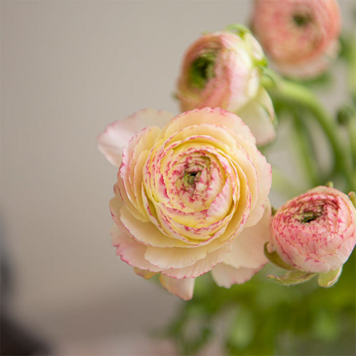 Ranunculus, Peach Tuareg, 10 Stems - Sharbatly.Club