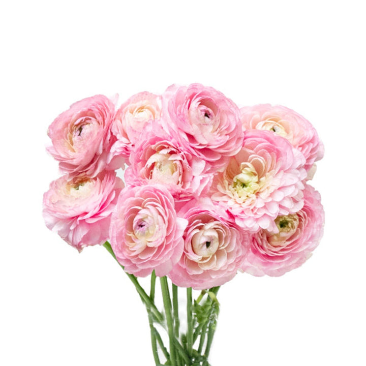 Ranunculus, Pink, 10 Stems - Sharbatly.Club