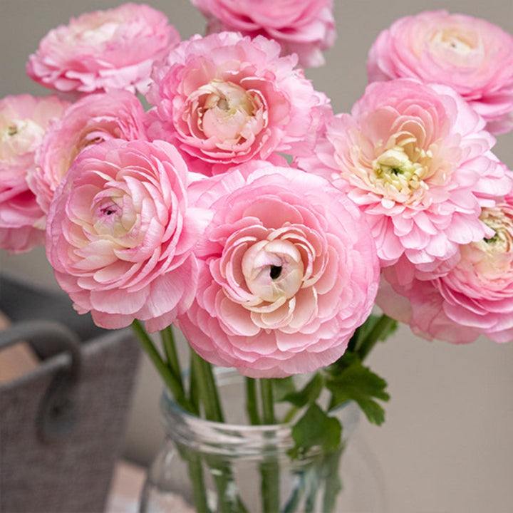 Ranunculus, Pink, 10 Stems - Sharbatly.Club