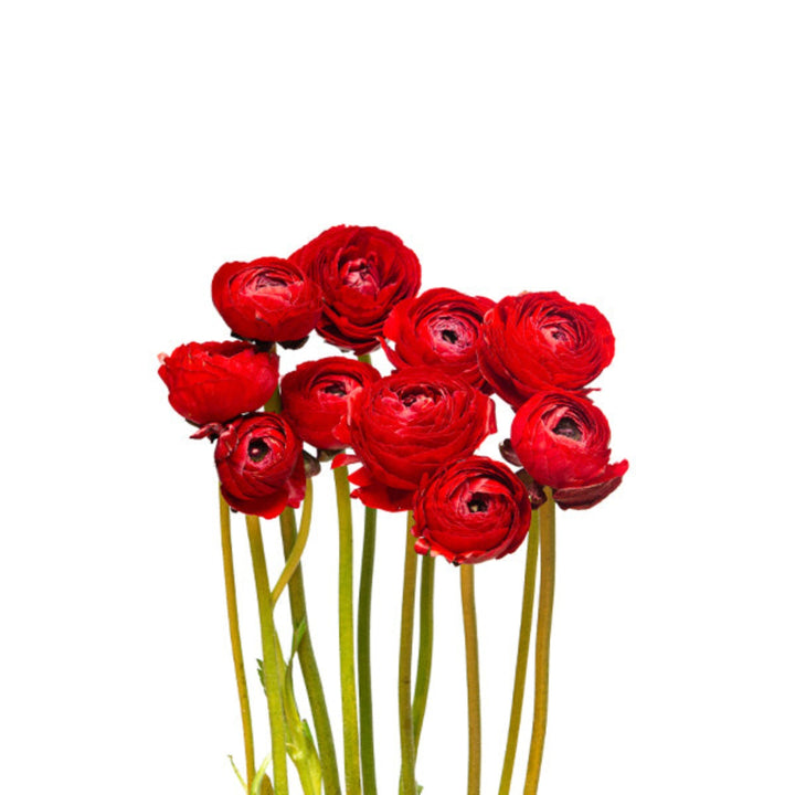 Ranunculus, Tango red Extra, 10 Stems - Sharbatly.Club