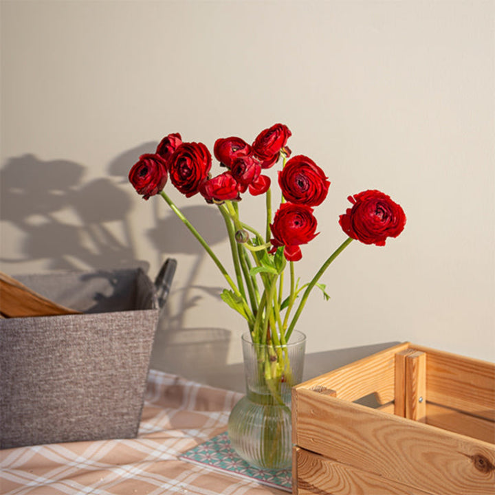 Ranunculus, Tango red Extra, 10 Stems - Sharbatly.Club