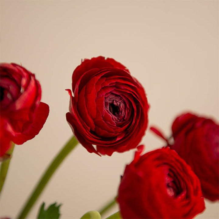 Ranunculus, Tango red Extra, 10 Stems - Sharbatly.Club