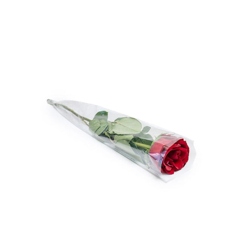 Single red rose flower from SQ Flora Kenya, showcasing a vibrant, fresh bloom with lush green leaves.