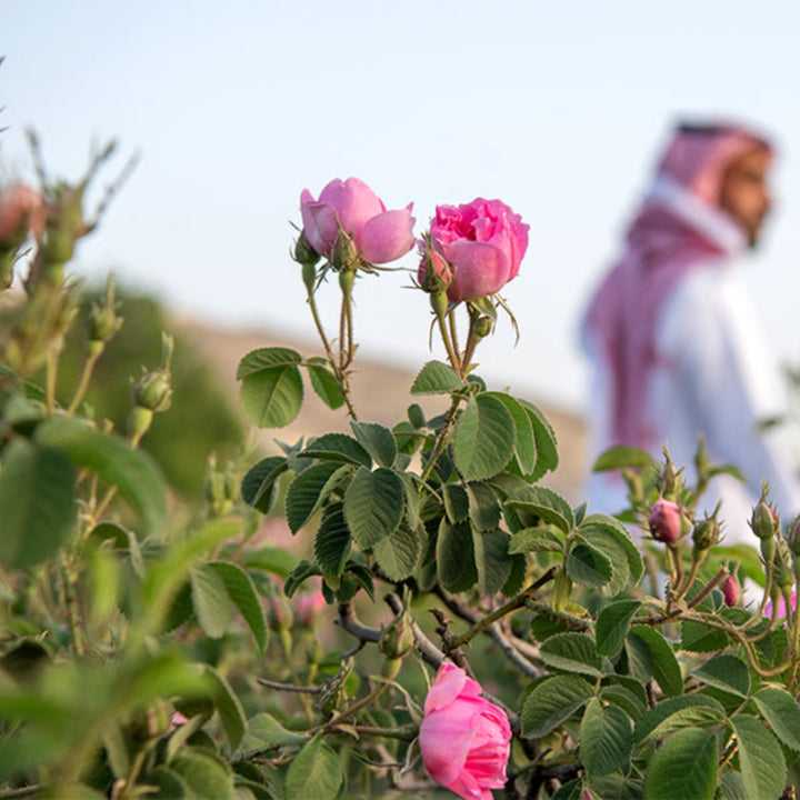 Naqwat Al Nana Rose Madinah Damask organic flower in a 0.1kg pack, showcasing vibrant pink petals and lush green leaves.