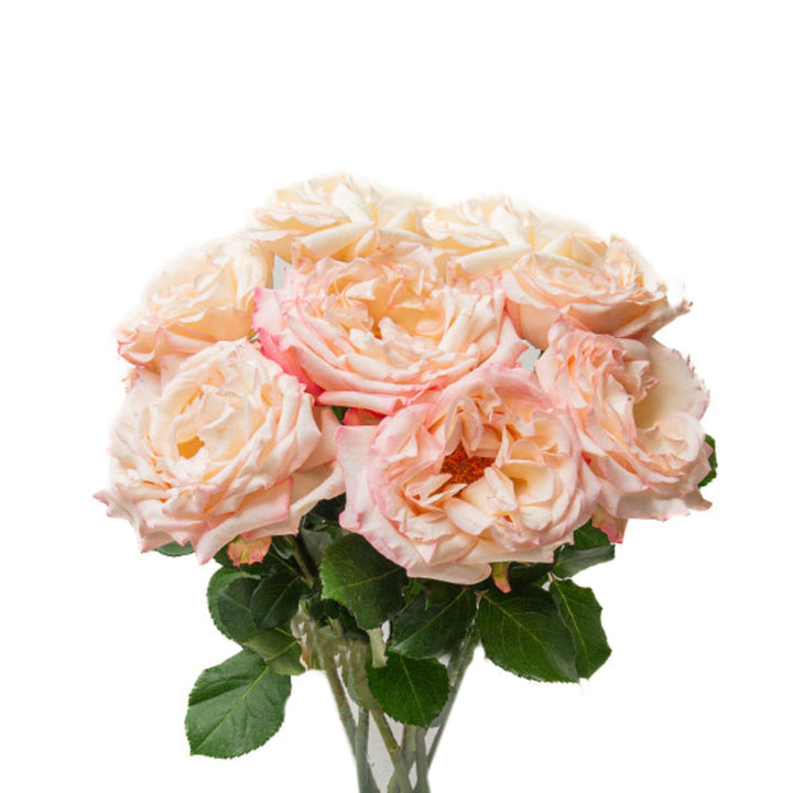 Pink scented Joyce rose flowers with 8 stems arranged together, showcasing vibrant blooms and lush green foliage.