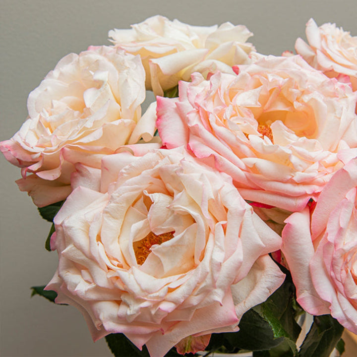 Pink scented Joyce rose flowers with 8 stems, fresh and vibrant, arranged beautifully for floral decoration.