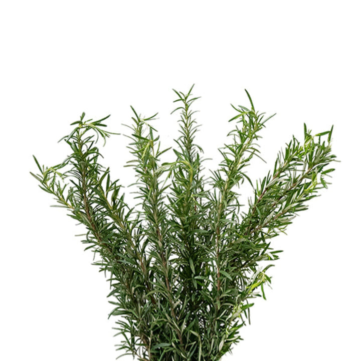 Fresh rosemary flower stems from Black Tulip, showcasing vibrant green sprigs with delicate needle-like leaves.