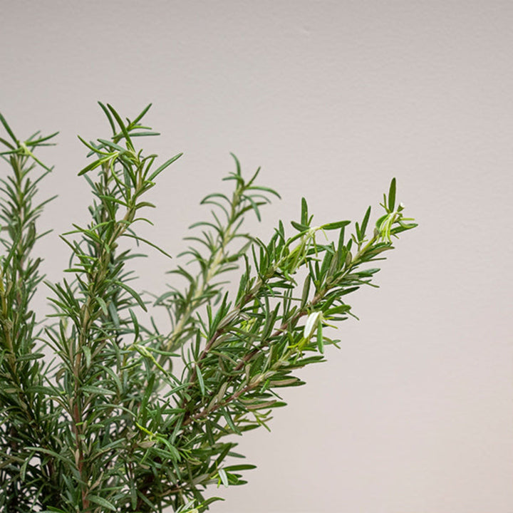 Fresh rosemary flower stems from Black Tulip, showing vibrant green leaves and delicate flowers on multiple stems.
