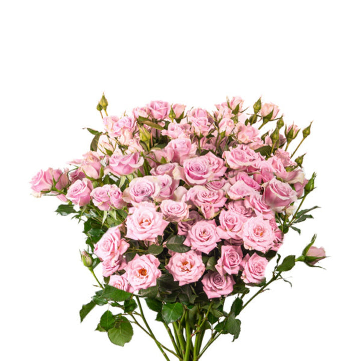 Bouquet of 10 Roses Baby Leila flowers by SQ Flora Kenya, fresh pink blossoms arranged in a natural display.