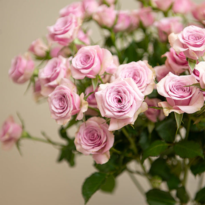 Bouquet of 10 Roses Baby Leila flowers by SQ Flora Kenya, featuring soft pink blooms arranged in a natural floral display.