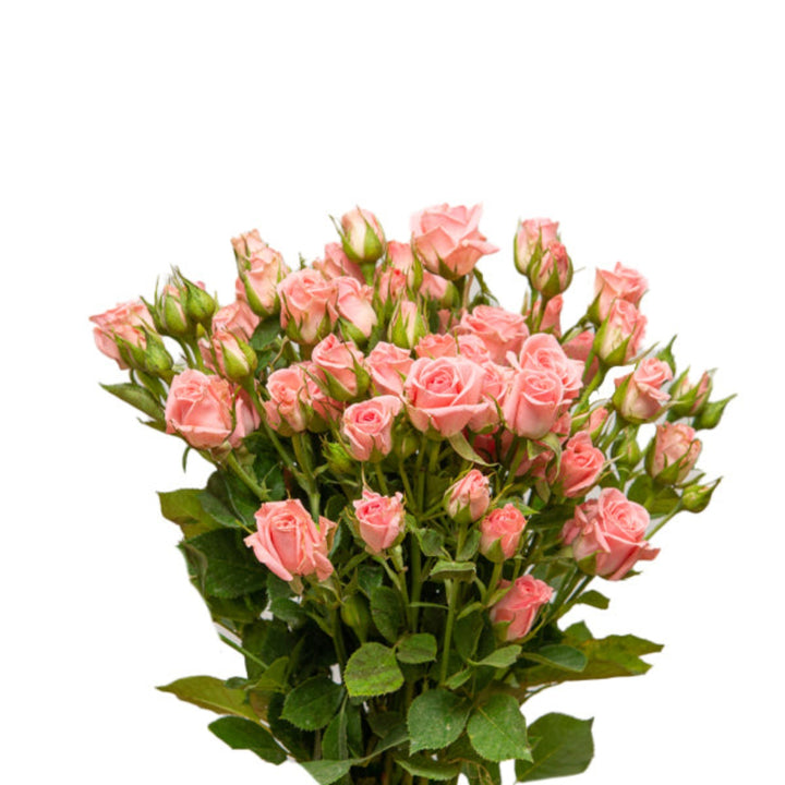 Fresh Roses Baby Pink flowers from SQ Flora Kenya, 10 stems of delicate pink blooms on green stems.