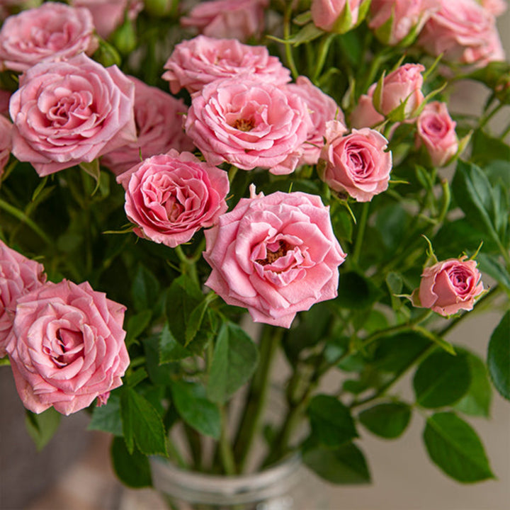 Baby pink roses flower stems from SQ Flora Kenya, showing 10 fresh, vibrant roses arranged in a natural bouquet.