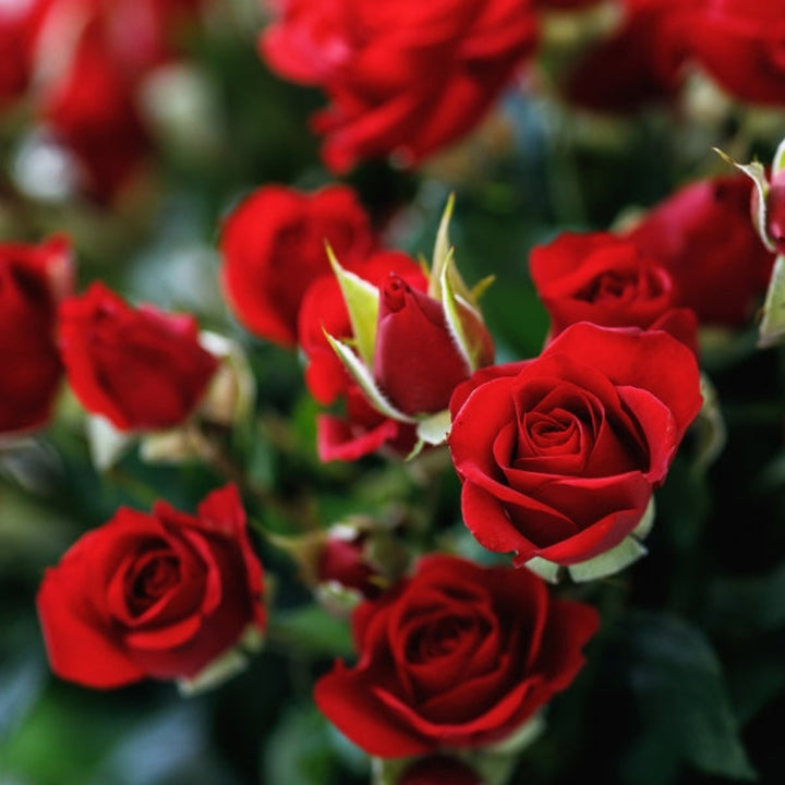 Red roses baby flower stems from SQ Flora Kenya, showing 10 fresh, vibrant roses arranged in a natural display.