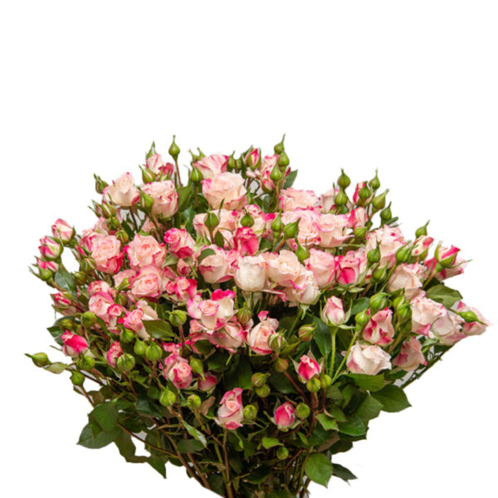 Bouquet of 10 pink Roses Baby Reflex flowers by SQ Flora Kenya, fresh flower stems with vibrant pink blooms.