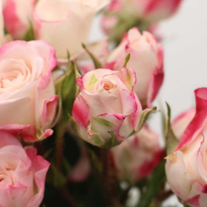 Bouquet of 10 pink Roses Baby Reflex flowers by SQ Flora Kenya, fresh flower stems with vibrant pink blooms.