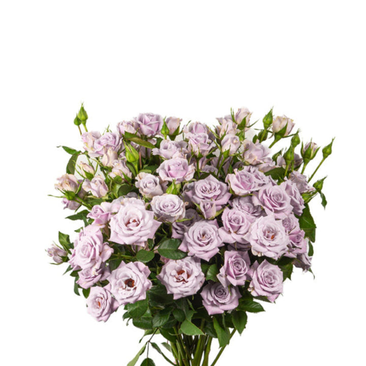 Bouquet of 10 Roses Baby Silver Shadow flowers from SQ Flora Kenya, showcasing delicate silver-gray petals and lush green stems.