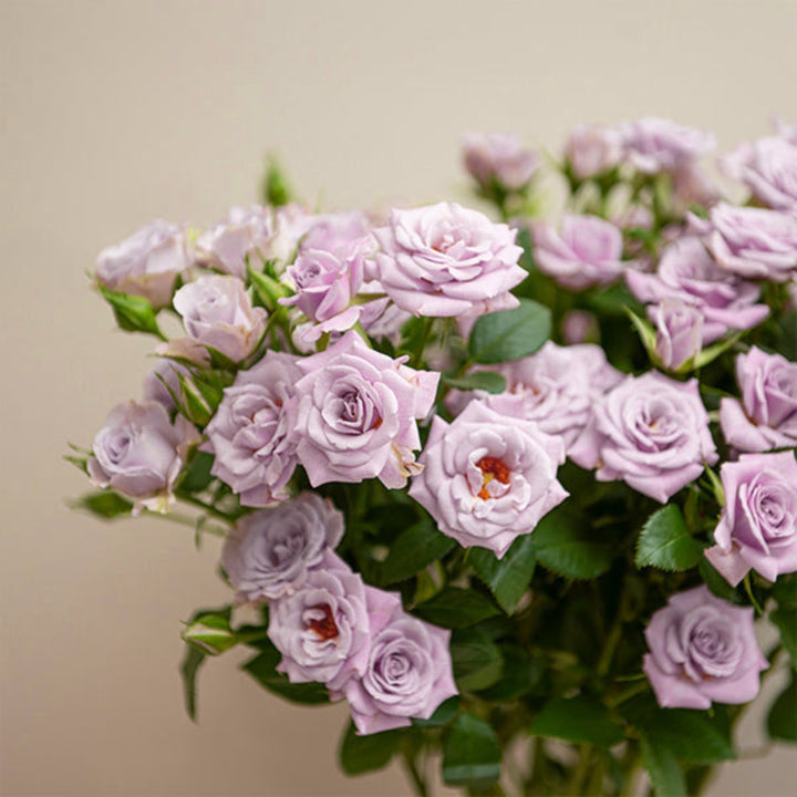 Bouquet of 10 Roses Baby Silver Shadow flowers by SQ Flora Kenya, fresh silver-gray blooms arranged in a floral display.
