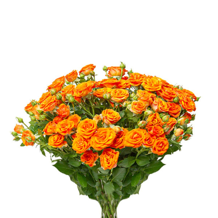 Bouquet of 10 Roses Baby Smashing flowers from SQ Flora Kenya, fresh pink blooms arranged in a natural display.