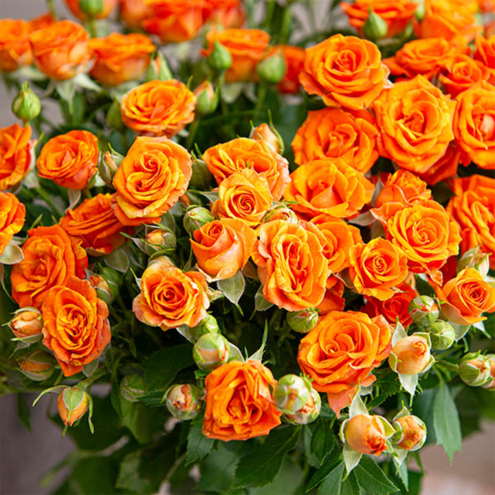 Bouquet of 10 roses from SQ Flora Kenya featuring vibrant, blooming roses perfect for gifting or decoration.
