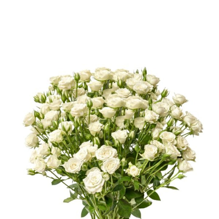 Bouquet of 10 white Roses Baby White flowers from SQ Flora Kenya, fresh and vibrant flower stems arranged together.