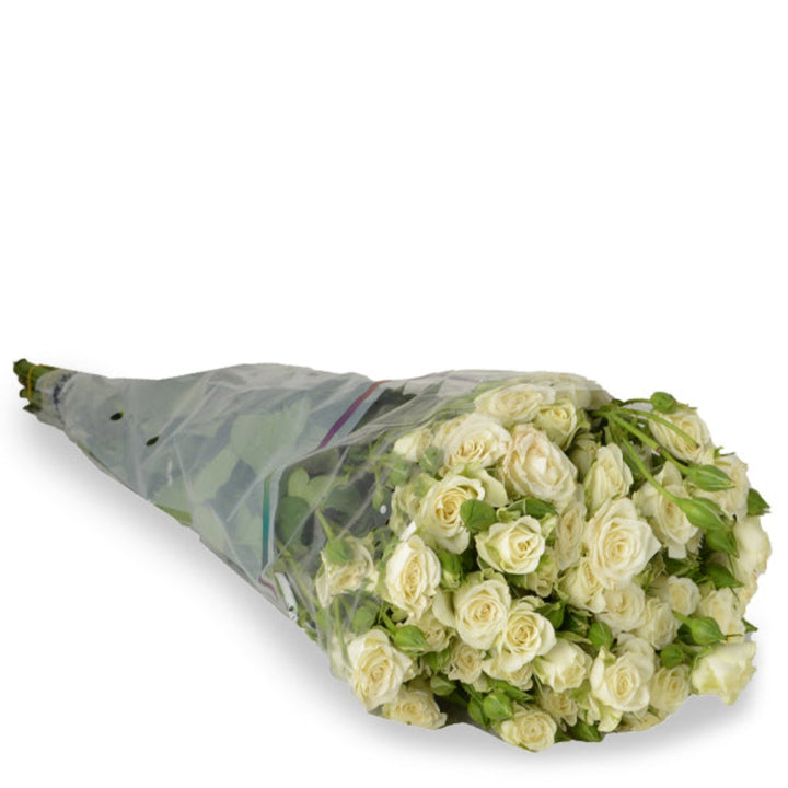 White roses Baby White by SQ Flora Kenya, 10 stems of delicate flower blooms arranged for fresh floral display.
