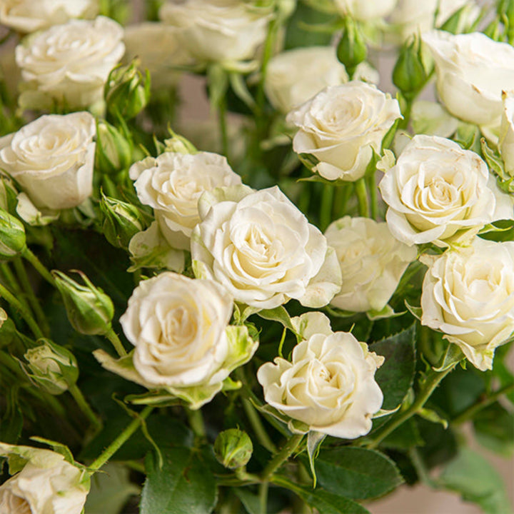 Bouquet of 10 white roses baby flowers from SQ Flora Kenya, fresh and delicate flower stems for special occasions