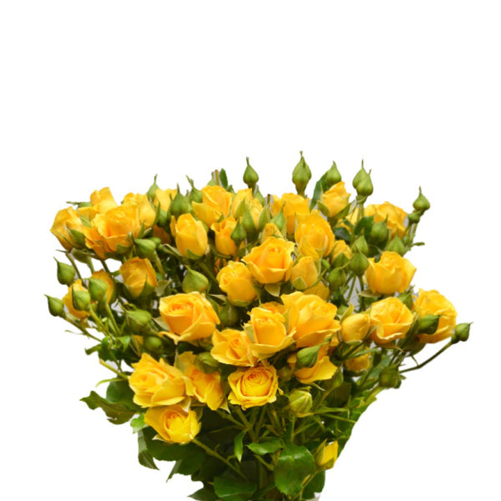 Yellow roses baby flowers from SQ Flora Kenya, 10 stems of fresh, vibrant flower blooms arranged in a bouquet.
