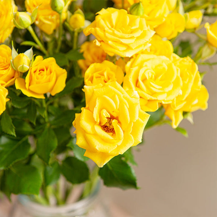 Yellow roses baby flowers from SQ Flora Kenya, 10 stems, fresh and vibrant with green foliage, ideal for bouquets and arrangements.