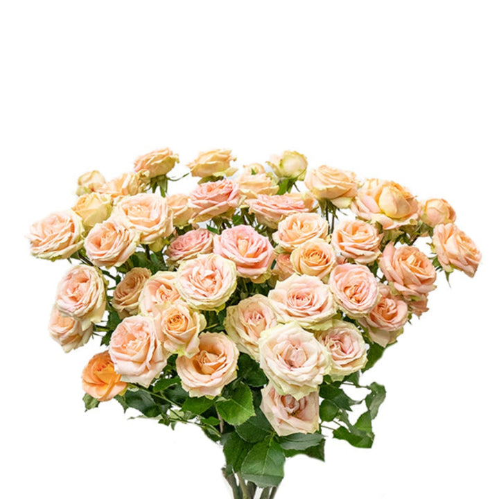 Pink Roses Baby Azore cream flowers from SQ Flora Kenya, 10 stems, fresh flower bouquet with delicate blooms.