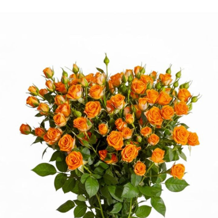 Bright orange Roses Baby flower stems from SQ Flora Kenya, showcasing 10 vibrant, fresh rose stems in a natural arrangement.