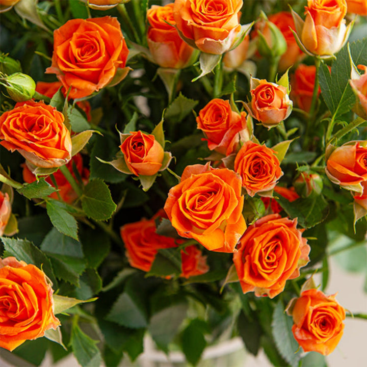 Orange Roses Baby flowers from SQ Flora Kenya, showing 10 vibrant stems with fresh, blooming orange roses arranged naturally.
