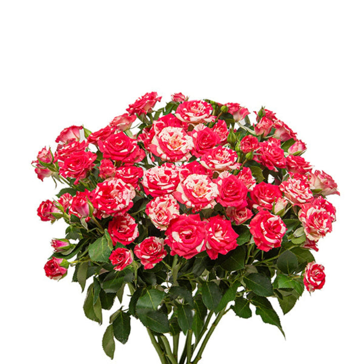 Pink Roses Baby flowers from SQ Flora Kenya, 10 stems, showcasing delicate pink blooms against a neutral background.