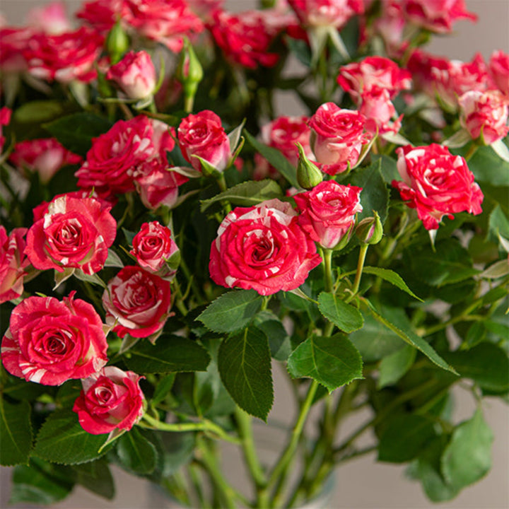 Pink Roses Baby flowers from SQ Flora Kenya, 10 stems arranged in a bouquet, vibrant pink blooms with green foliage.