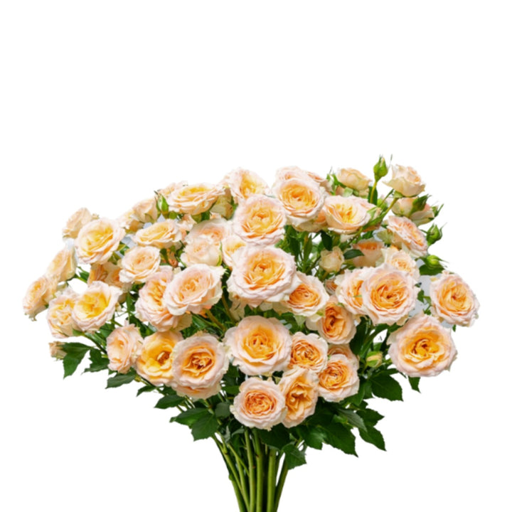 Bouquet of 10 Roses Baby Rosanella flowers by SQ Flora Kenya, showcasing vibrant pink blooms and green foliage.
