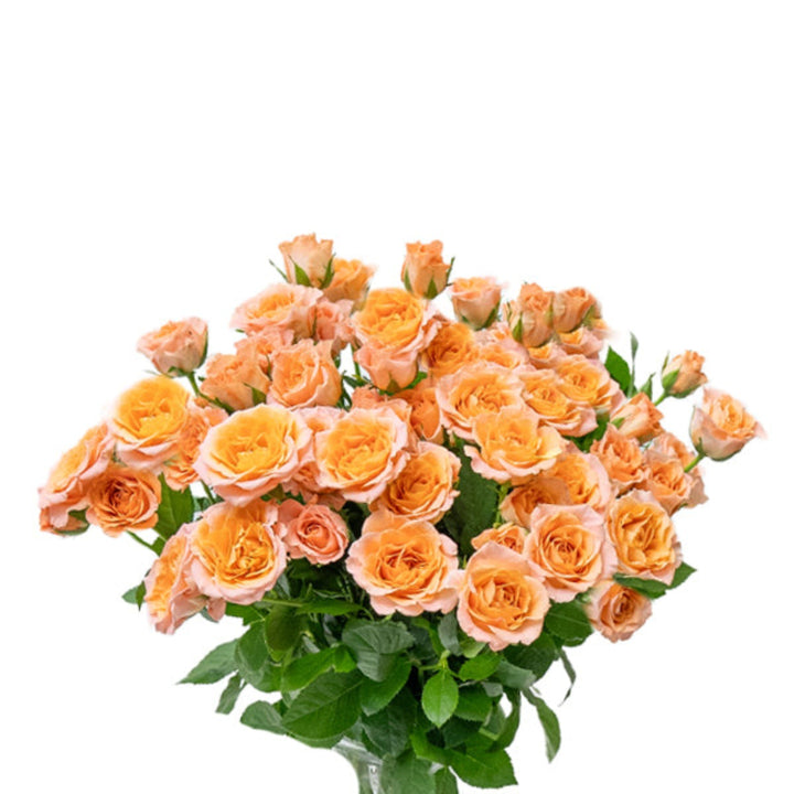 Bouquet of 10 stems of Roses Baby Sundial flowers by SQ Flora Kenya, fresh floral arrangement with vibrant blooms.