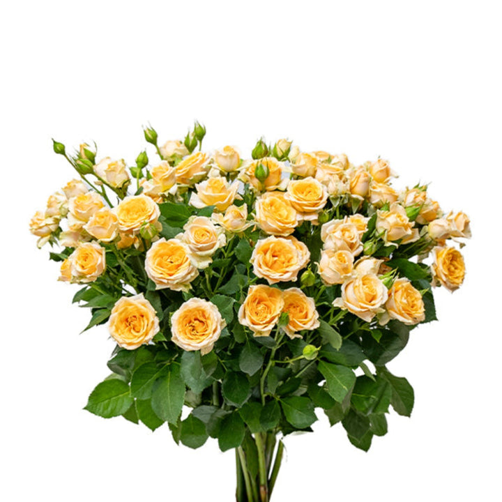 Bouquet of 10 Trinity-Peach Roses by SQ Flora Kenya, fresh flower stems arranged for a floral display.