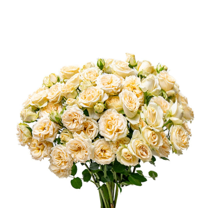 Cream yellow Roses Baby Trinity flowers from SQ Flora Kenya, showing 10 stems with vibrant blooms and lush green leaves.