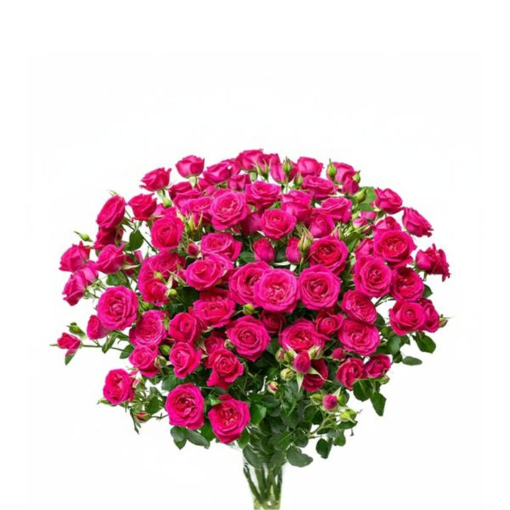 Bouquet of 10 Tessa-Cerise Roses Baby flowers by SQ Flora Kenya, showing vibrant crimson blooms on green stems.