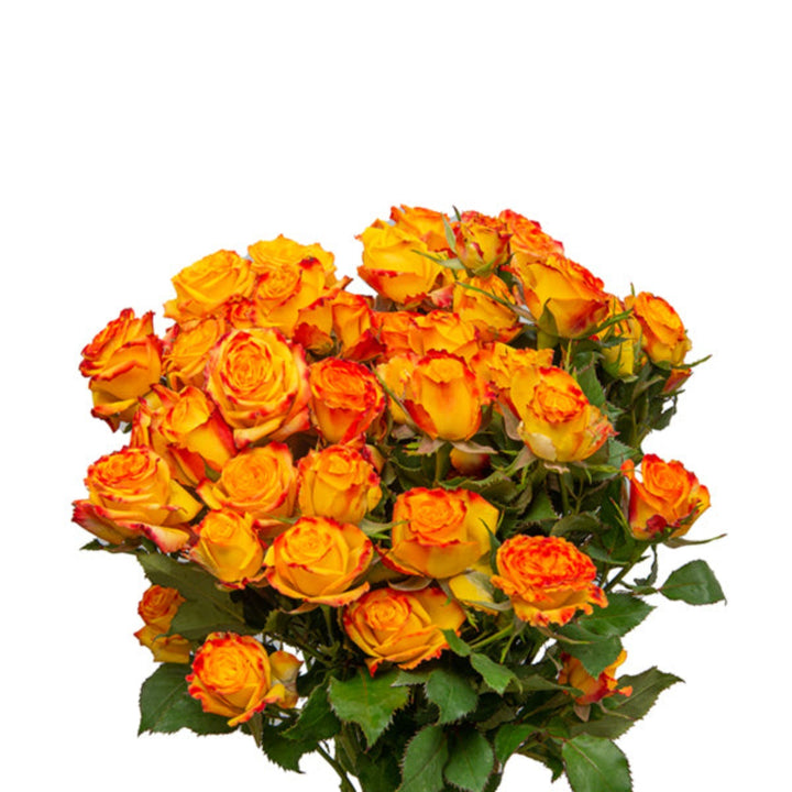 Bright bouquet of 10 rose stems from SQ Flora Kenya, perfect for floral arrangements and gift displays.