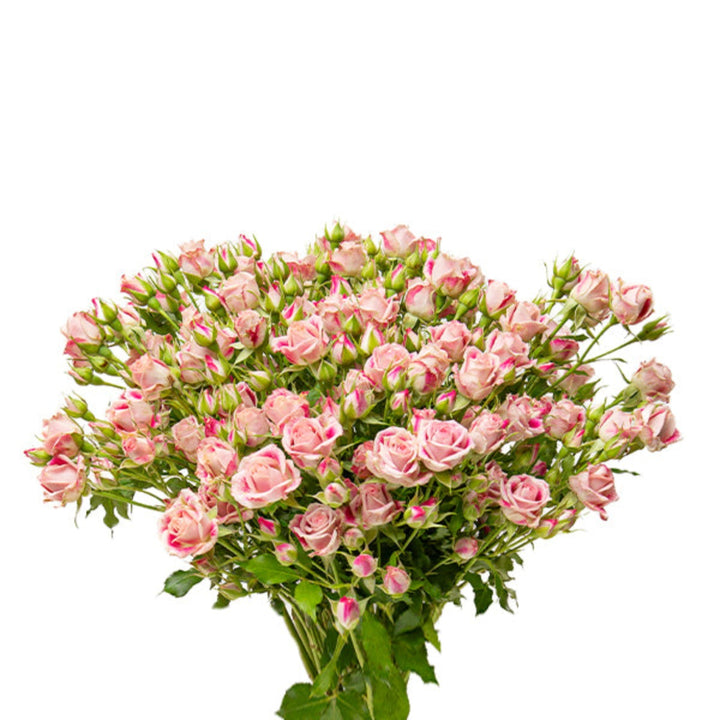 Bouquet of 10 pink roses from Baby Flinders Lane by SQ Flora Kenya, fresh flower stems arranged in a natural display.