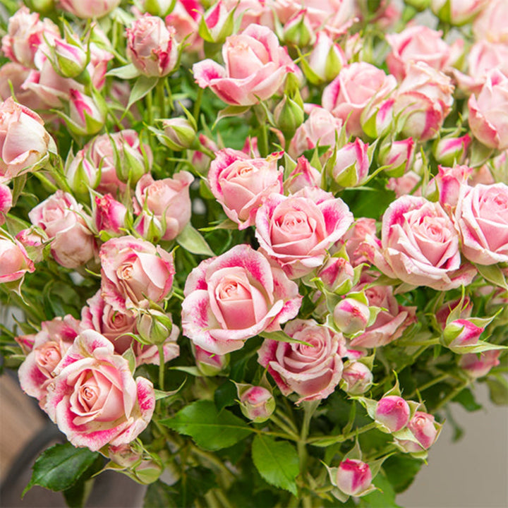Bouquet of 10 Baby Flinders Lane roses from SQ Flora Kenya arranged in a natural display.