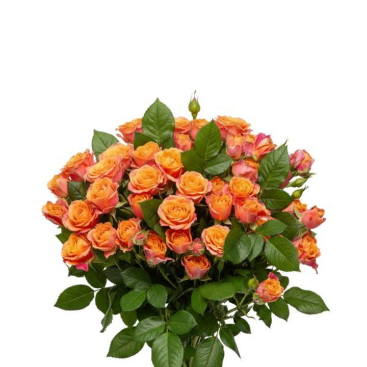 Bouquet of 10 Baby Sonora roses from SQ Flora Kenya, fresh pink flowers with green stems and leaves.