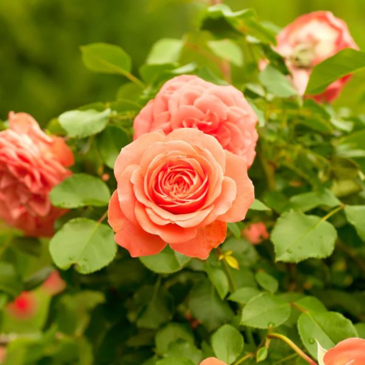 Bouquet of 10 Baby Sonora roses from SQ Flora Kenya arranged in a clear glass vase.