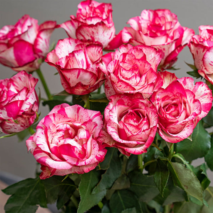 Bouquet of 10 Barracuda roses from SQ Flora Kenya, vibrant red flowers with lush green stems, arranged in a natural display.