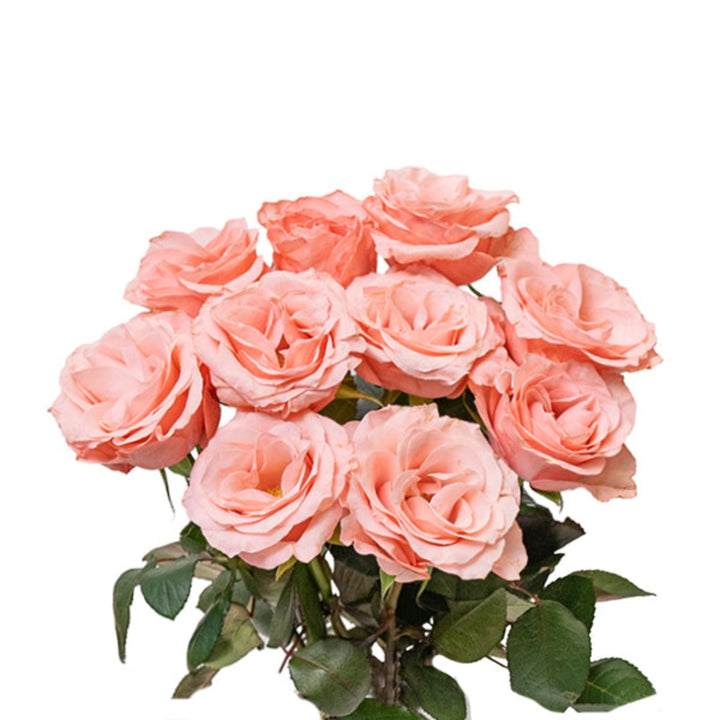 Pink Be Sweet roses from Black Tulip with 10 stems, arranged beautifully as fresh flower bouquet.